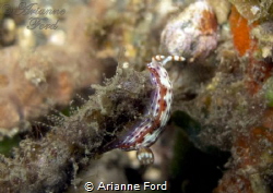 Spotted Hypselodoris (?) by Arianne Ford 
